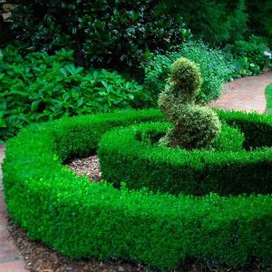 ‘Green Velvet’ Boxwood