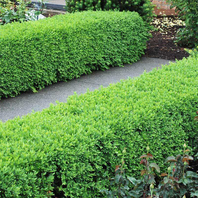 'Green Velvet' Boxwood