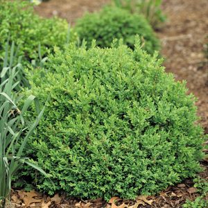 North Star? Boxwood