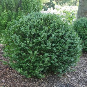 North Star? Boxwood