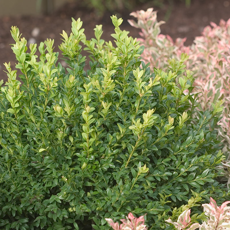 North Star? Boxwood