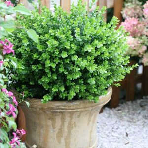 Sprinter? Boxwood