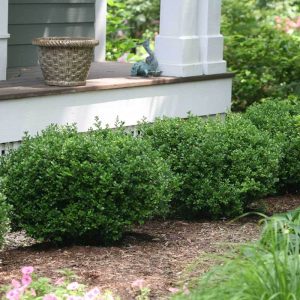 Sprinter? Boxwood