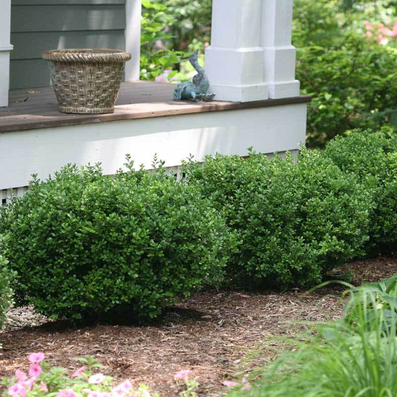 Sprinter? Boxwood