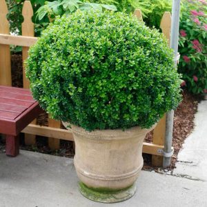 Sprinter? Boxwood