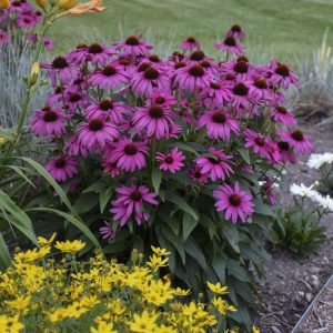 ‘Purple Emperor’ Coneflower