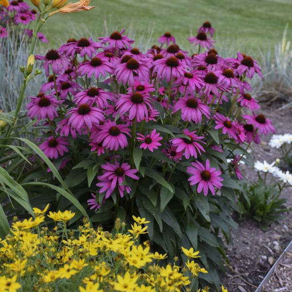 'Purple Emperor' Coneflower