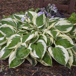 ‘Patriot’ Hosta