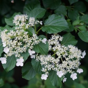 Climbing Hydrangea
