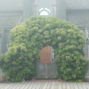 Climbing Hydrangea
