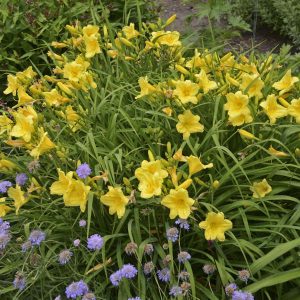 ‘Happy Returns’ Daylily