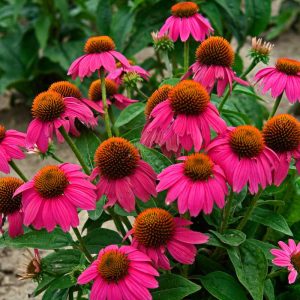 PowWow? Wild Berry Coneflower