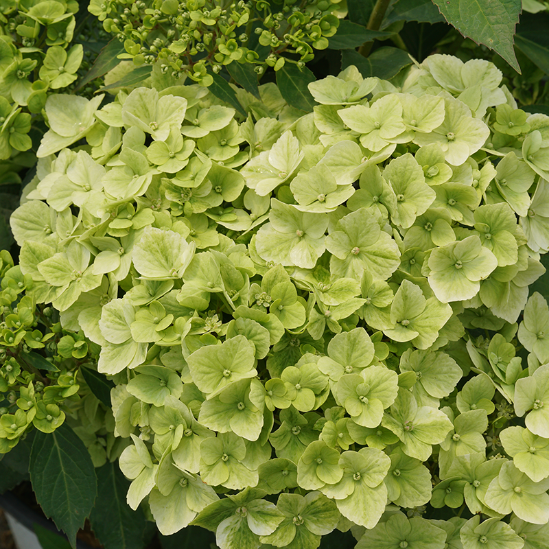 Fairytrail? Green Cascade Hydrangea