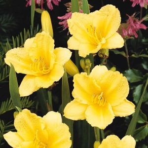 ‘Happy Returns’ Daylily