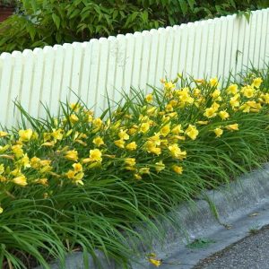 ‘Happy Returns’ Daylily