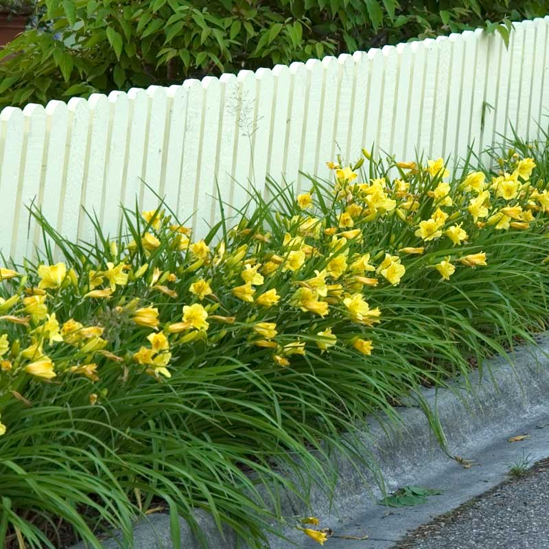 'Happy Returns' Daylily
