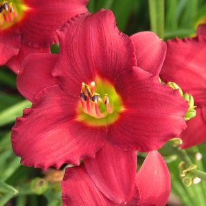 ‘Pardon Me’ Daylily