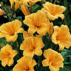 ‘Stella d’Oro’ Daylily