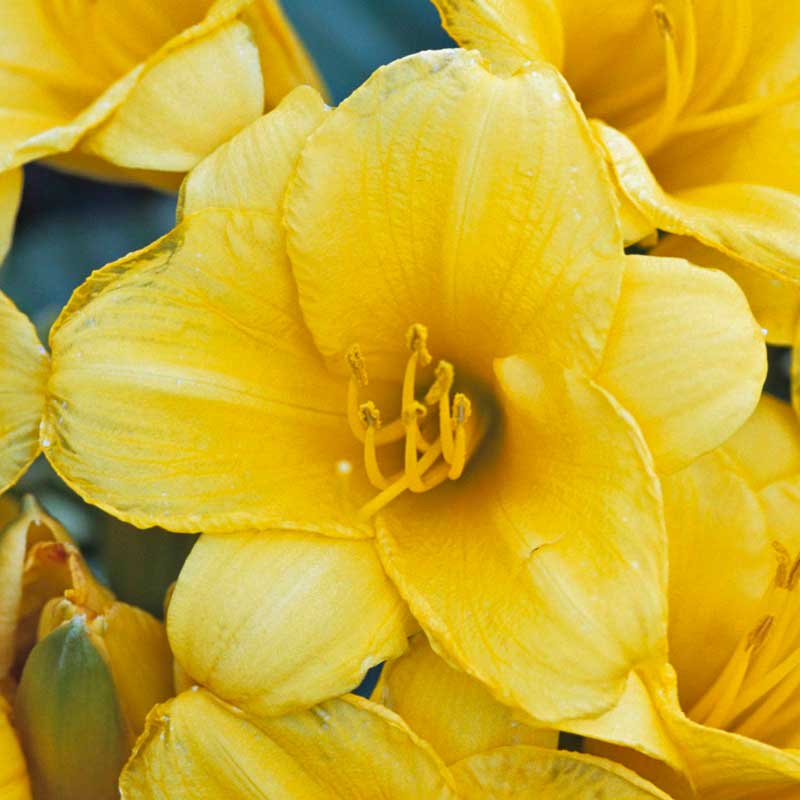 'Stella d'Oro' Daylily