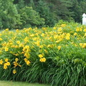 ‘Stella d’Oro’ Daylily