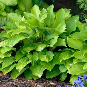 ‘Fire Island’ Hosta