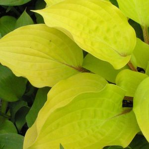 ‘Fire Island’ Hosta