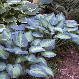 ‘June’ Hosta