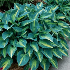 ‘June’ Hosta