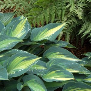 ‘June’ Hosta