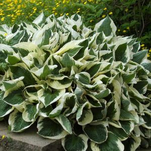 ‘Patriot’ Hosta