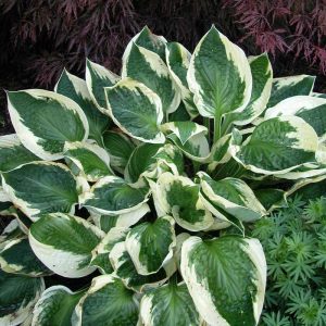 ‘Patriot’ Hosta