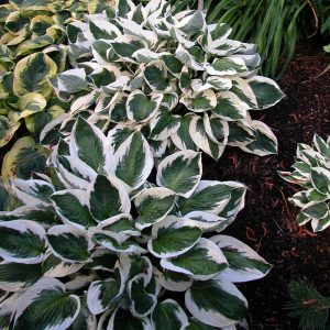 ‘Patriot’ Hosta