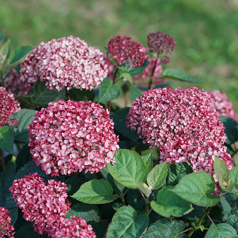 Invincibelle Garnetta? Smooth Hydrangea - DISCONTINUED