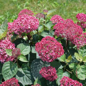 Invincibelle Garnetta? Smooth Hydrangea – DISCONTINUED