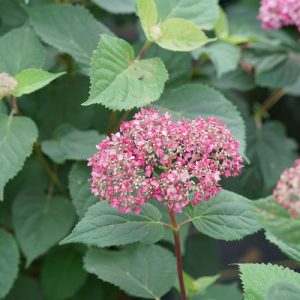 Invincibelle Garnetta? Smooth Hydrangea – DISCONTINUED