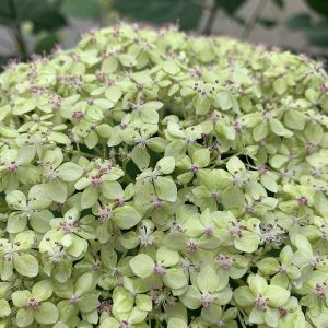 Lime Rickey? Smooth Hydrangea – DISCONTINUED
