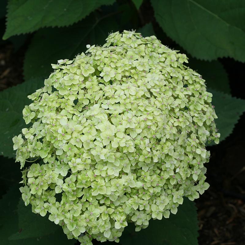 Lime Rickey? Smooth Hydrangea - DISCONTINUED