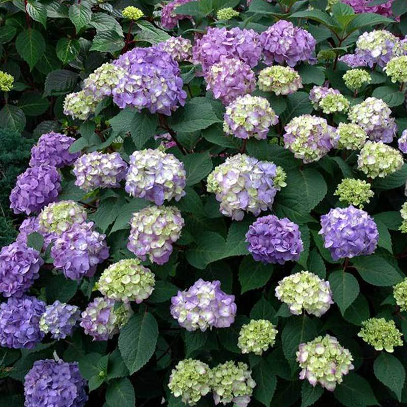 Endless Summer? BloomStruck? Bigleaf Hydrangea