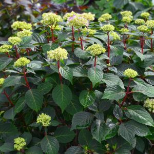 Endless Summer? BloomStruck? Bigleaf Hydrangea