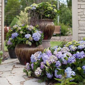 Endless Summer? BloomStruck? Bigleaf Hydrangea