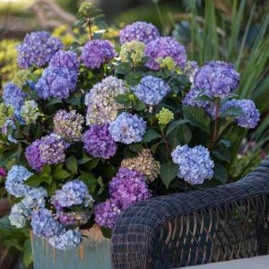 Endless Summer? BloomStruck? Bigleaf Hydrangea