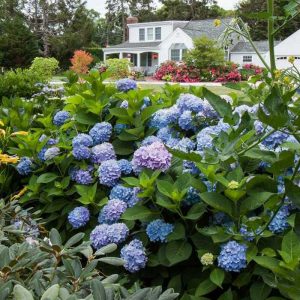 Endless Summer? BloomStruck? Bigleaf Hydrangea