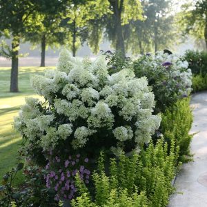 Bobo? Panicle Hydrangea