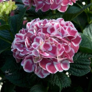 Cityline? Mars Bigleaf Hydrangea – DISCONTINUED