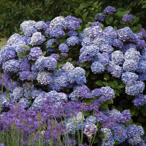 Endless Summer? Bigleaf Hydrangea