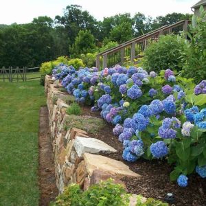 Endless Summer? Bigleaf Hydrangea