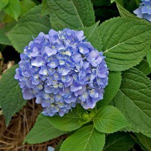 Endless Summer? Bigleaf Hydrangea