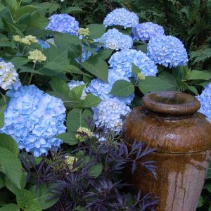 Endless Summer? Bigleaf Hydrangea