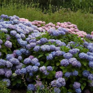 Endless Summer? Bigleaf Hydrangea