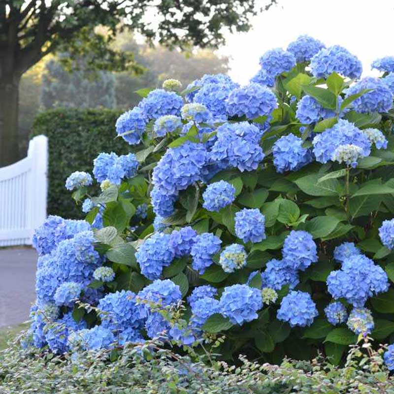 Endless Summer? Bigleaf Hydrangea